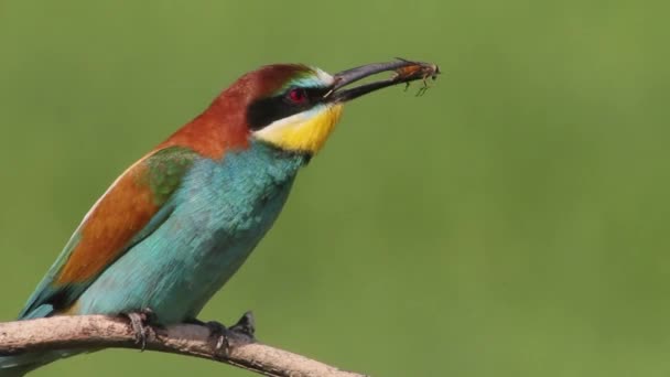 Ευρωπαϊκός Μελισσοφάγος Merops Apiaster Κάθεται Ένα Κλαδί Δέντρου Και Τρέφεται — Αρχείο Βίντεο