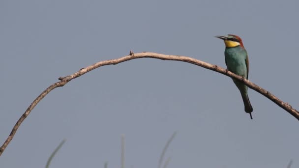 Europese Bijeneter Merops Apiaster Zittend Een Tak — Stockvideo