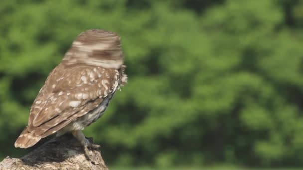 Burung Hantu Asio Otus Bertelinga Panjang Melihat Cabang Pohon Hutan — Stok Video