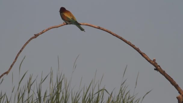 Apicultor Europeo Merops Apiaster Encaramado Una Rama — Vídeo de stock