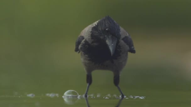 Corbeau Capuchon Corvus Cornix Tient Dans Étang Poissons Regardant Pêchant — Video