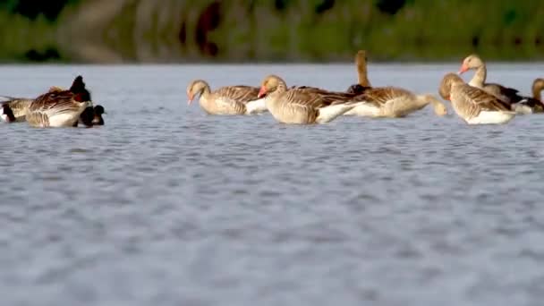 Greylag Gooses Anser Anser Gölde Preening — Stok video