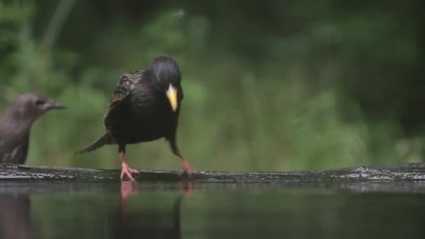 Közös Starling Sturnus Vulgaris Fürdés Nyári Erdőben — Stock videók