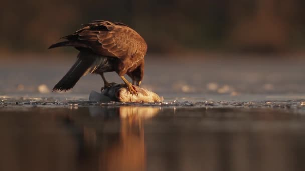 Mäusebussard Buteo Buteo Frisst Winter Fische Eisigen Seeufer — Stockvideo