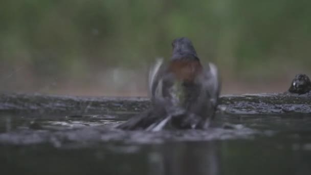 Chaffinch Fringilla Coelebs Kąpie Się Letnim Deszczu — Wideo stockowe