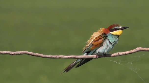 Twee Gekleurde Europese Bijeneters Merops Apiaster Zittend Een Tak — Stockvideo