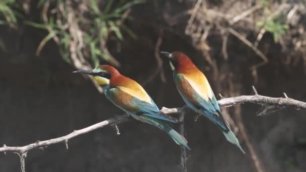 在夏日的阳光下 欧洲食蜂鸟Merops Apiaster坐在树枝上 — 图库视频影像
