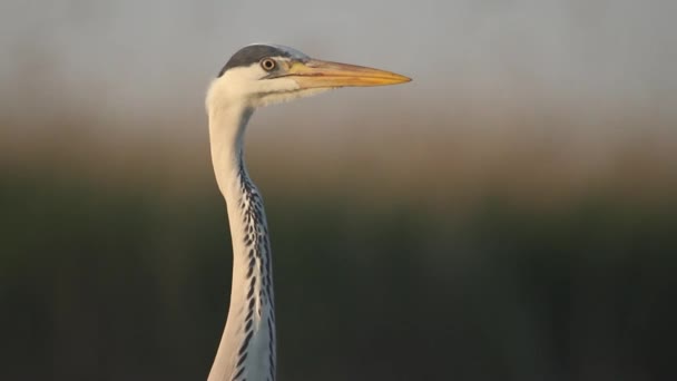 Grey Heron Ardea Cinerea Čeká Zblízka — Stock video