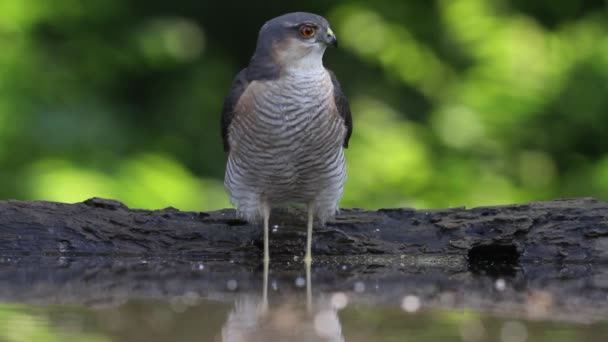 Eurázsiai Sparrowhawk Cipész Nisus Ivás Nyári Erdőben Közelről — Stock videók