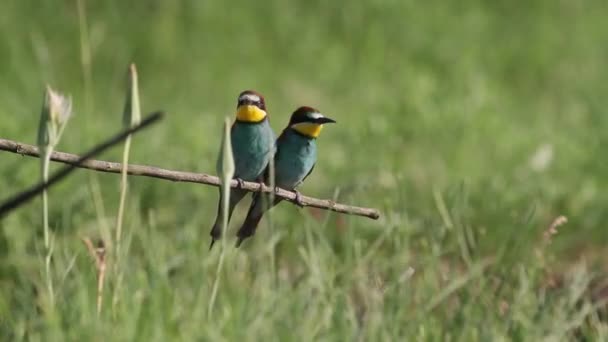 Europese Bijeneter Merops Apiaster Zittend Een Boomtak Zomerzon — Stockvideo