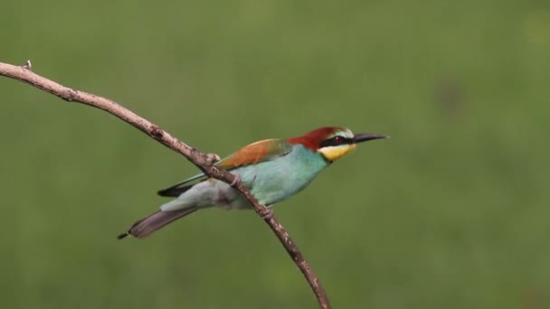 Европейский Пчелоед Merops Apiaster Bird Sits Branch — стоковое видео