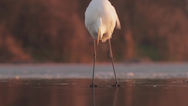 Branco Egret Egretta Alba Pesca — Vídeo de Stock