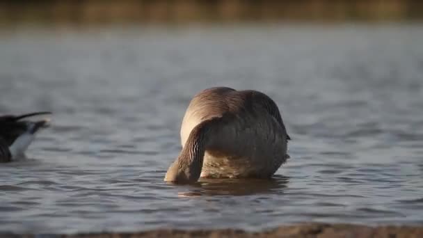 Greylag Goose Anser Anser Çme Suyu Kapat — Stok video