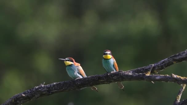 European Bee Eater Merops Apiaster Sentado Una Rama Árbol — Vídeo de stock