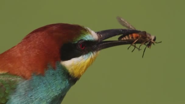 Bee Eater Merops Apiaster Chytili Vážku Pták Drží Kořist Zobáku — Stock video