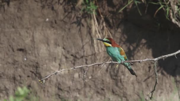 Avrupa Arı Yiyen Kuş Merops Apiaster Yeşil Doğada Bir Dalda — Stok video