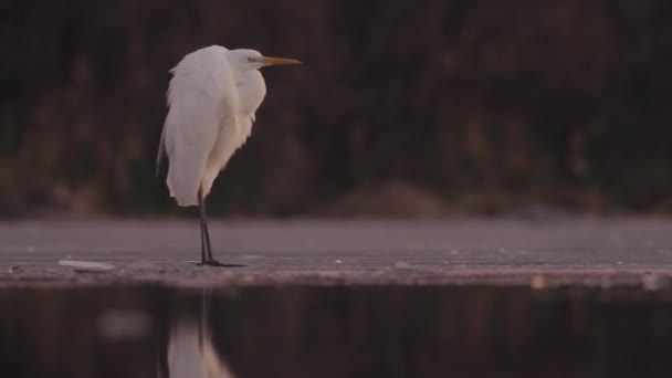 Bianco Egret Egretta Alba Attesa Riposo Immagine Primo Piano — Video Stock