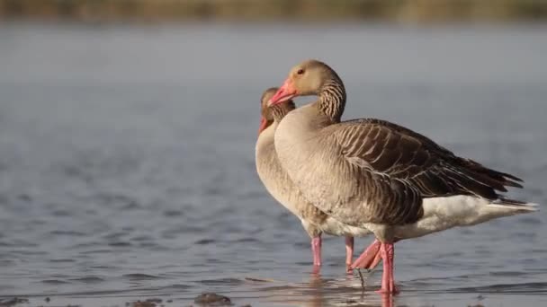 Greylag Goose Anser Anser Preening Kanten Sjön — Stockvideo