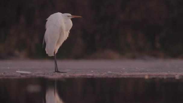 白色的Egret Egretta Alba等待和休息 特写图像 — 图库视频影像