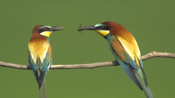 Europese Bijeneters Merops Apiaster Met Prooi Slow Motion — Stockvideo