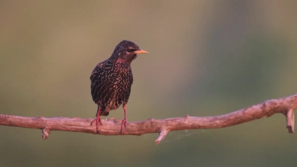 Czarny Ptak Turdus Merula Siedzi Gałęzi Drzewa Zachodzie Słońca Odlatuje — Wideo stockowe