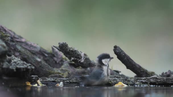 Great Tit Parus Major Bathing Summer Forest — Stockvideo