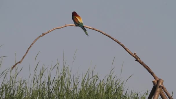 European Bee Eater Merops Apiaster Sitting Tree Branch Summer Sunshine — Stock Video