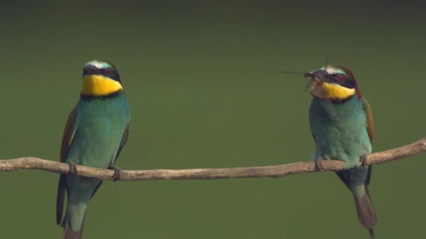 Europese Bijeneter Merops Apiaster Branch Slow Motion — Stockvideo