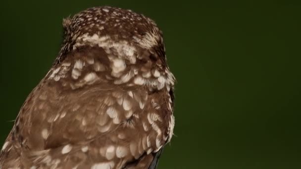 Közönséges Blackbird Turdus Merula Fürdés — Stock videók
