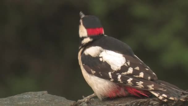 Great Spotted Woodpecker Dendrocopos Major Drinking Close — Stock video