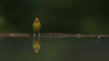 Avrupa yeşil ispinozu Carduelis Kloris Uçuyor, yavaş çekim