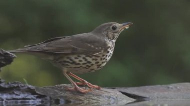 Şarkı ardıç kuşu Turdus filomelos İçme Suyu, Yakın plan