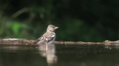 Fringilla Coelebs Bahar Ormanı 'nda banyo yapıyor, yakın plan.