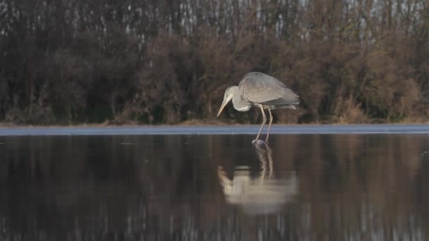 Grijze Reiger Ardea Cinerea Vissen Ondiep Water Van Vijver Meer — Stockvideo