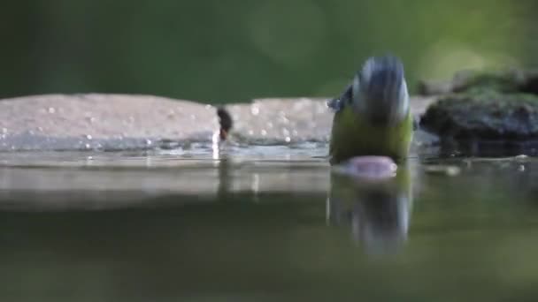 Eurasian Blue Tit Cyanistes Caeruleus Bathing Summer Forest Close — Stockvideo