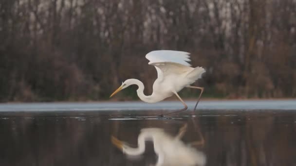White Egret Egretta Alba Fishing Shallow Water Pond Lake Close — Stock Video