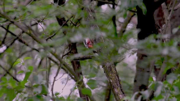Great Spotted Woodpecker Dendrocopos Major Tree Trunk — Stockvideo