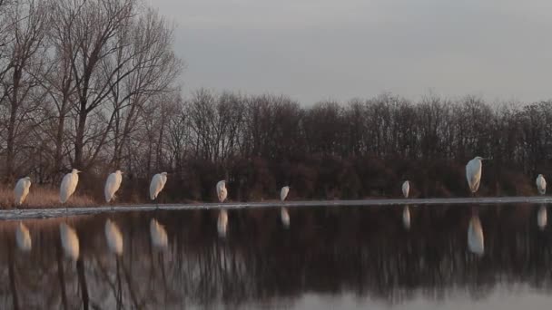 White Egret Egretta Alba Waiting Edge Icy Lake Sunset — Video