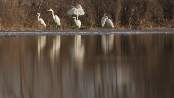 Garzas Blancas Egretta Alba Descansar Borde Lago Pantanoso Sol — Vídeos de Stock