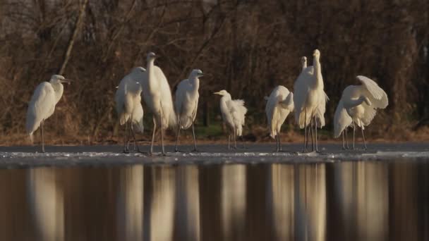 Fehér Egrets Egretta Alba Pihenjen Szélén Egy Mocsaras Napsütésben — Stock videók