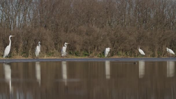 Grassi Bianchi Egretta Alba Riposo Sul Bordo Una Riva Del — Video Stock