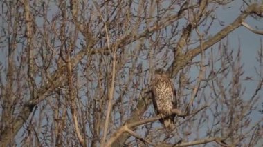 Beyaz kuyruklu Kartal Haliaeetus albicilla bir ağaç dalından uçar.
