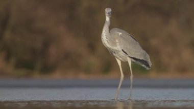 Gri Heron Ardea Cinerea Gölün sığ sularında balık tutuyor, yakın plan.