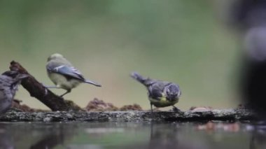 Great tit Parus major Bathing in summer forest, Close up