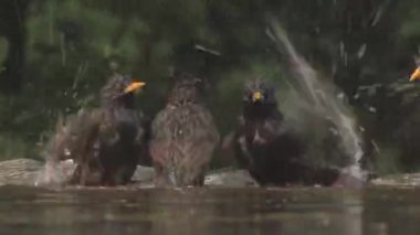 Starling 'li Sturnus Vulgaris yaz ormanlarında banyo yapıyor.