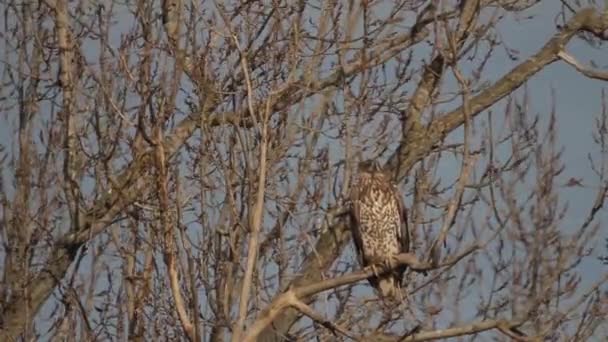 White Tailed Eagle Haliaeetus Albicilla Flies Tree Branch Close — Vídeo de stock