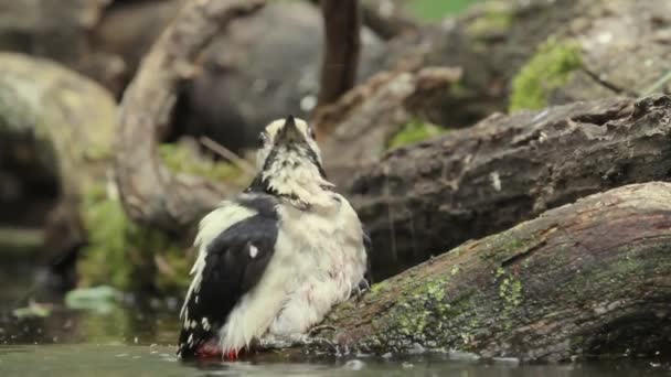 Grote Spotted Woodpecker Dendrocopos Grote Zwemmen Close — Stockvideo