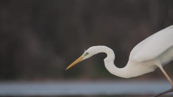 Fehér Egret Egretta Alba Horgászat Sekély Vizű — Stock videók