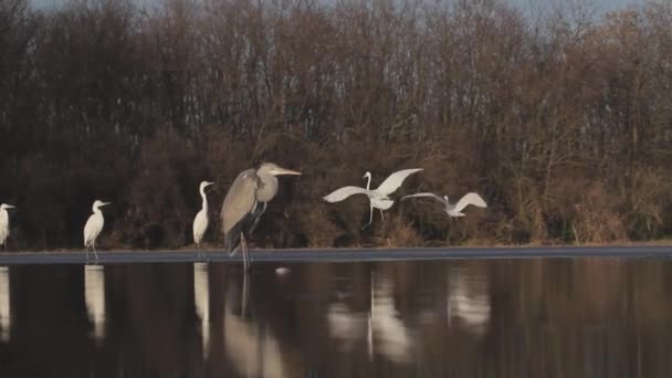 Nagy Egrets Egretta Alba Harcolnak Egymással Sekély Vízben — Stock videók