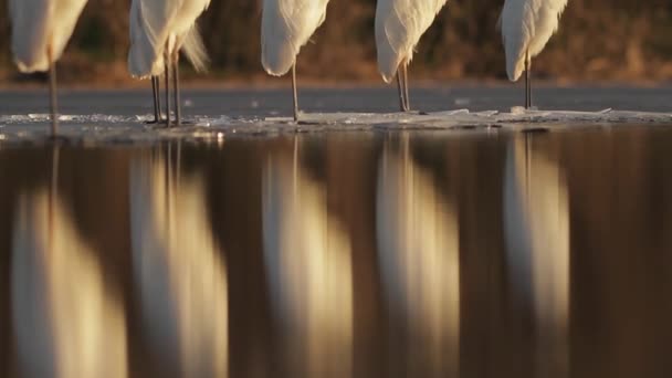 White Egrets Egretta Alba Waiting Watching Sunshine — Stockvideo